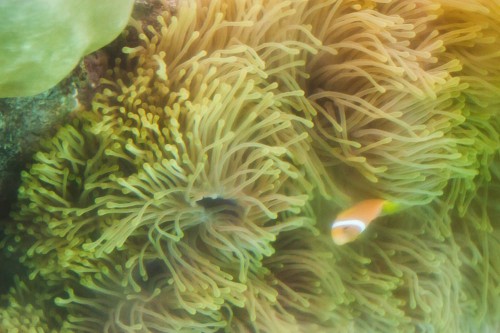 Maldive Clown fish with Magnificent Anemone