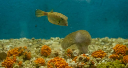 Yellow Box fish in Aquarium