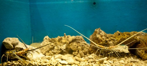 Rock Lobster in Aquarium