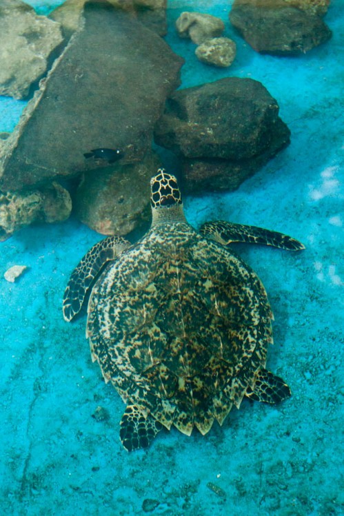 Critically Endangered Hawk bill Turtle in Marine Aquarium