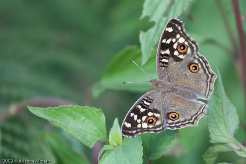 Lemon Pansy