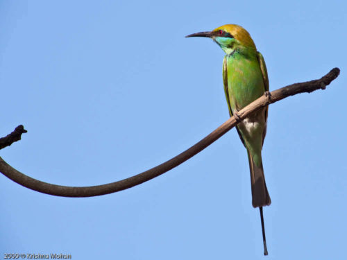 Little Green Bee-eater