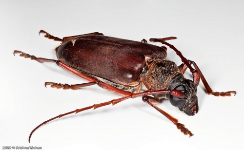 Long Horned Beetle