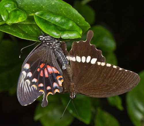 Mating Common Mormons