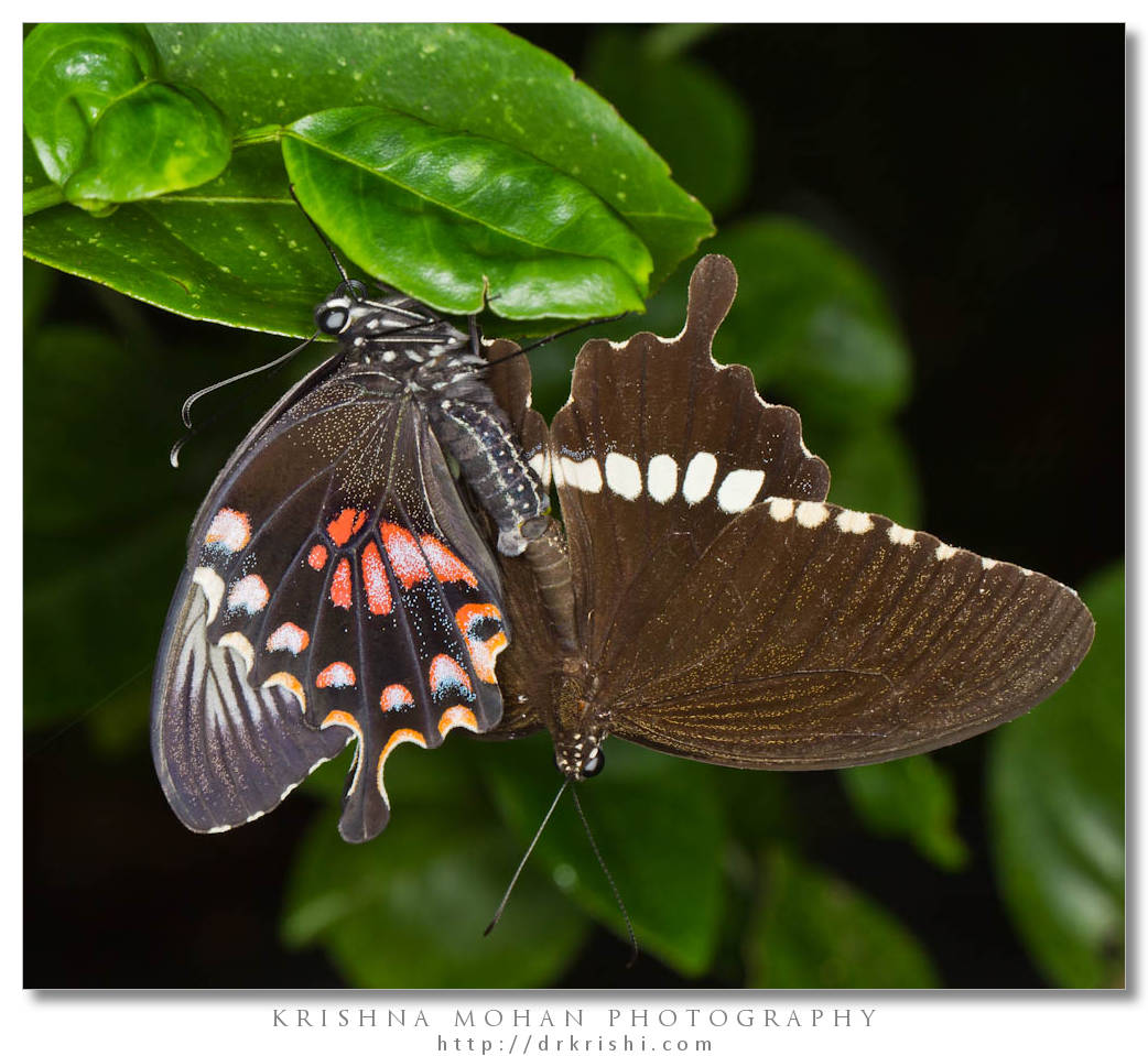 Mating Common Mormons