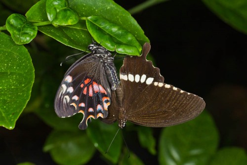 Mating Common Mormons