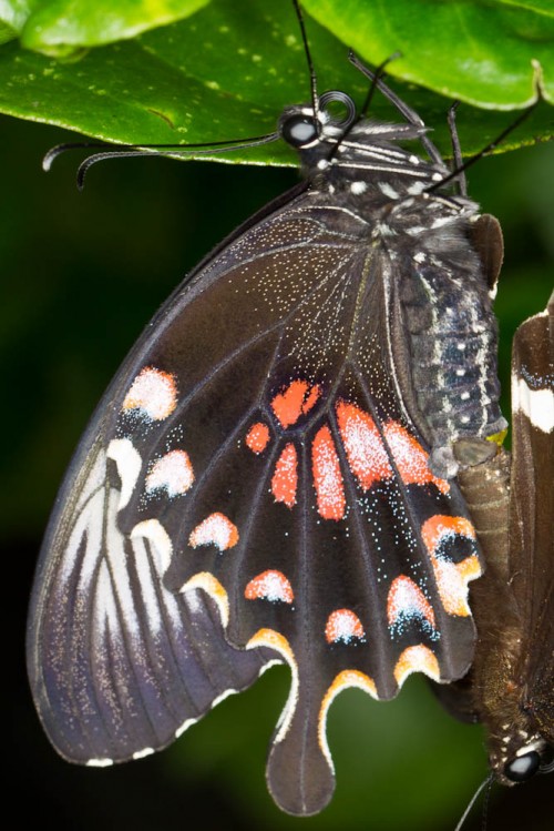 Closeup of female Common Mormon