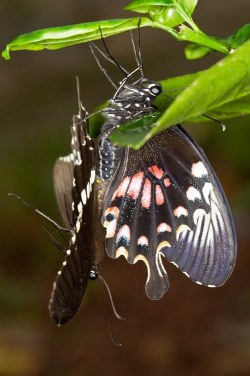 Mating Common Mormons