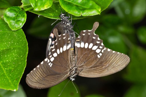 Male Common Mormon