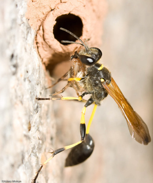 Black and Yellow Mud Dauber