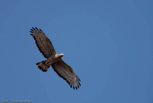 Oriental Honey Buzzard