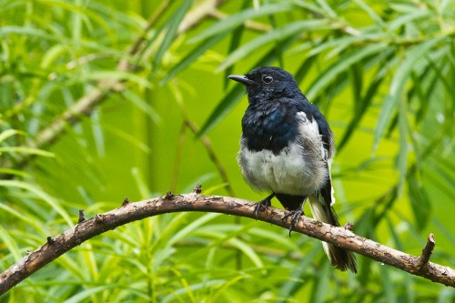 Oriental Magpie Robin