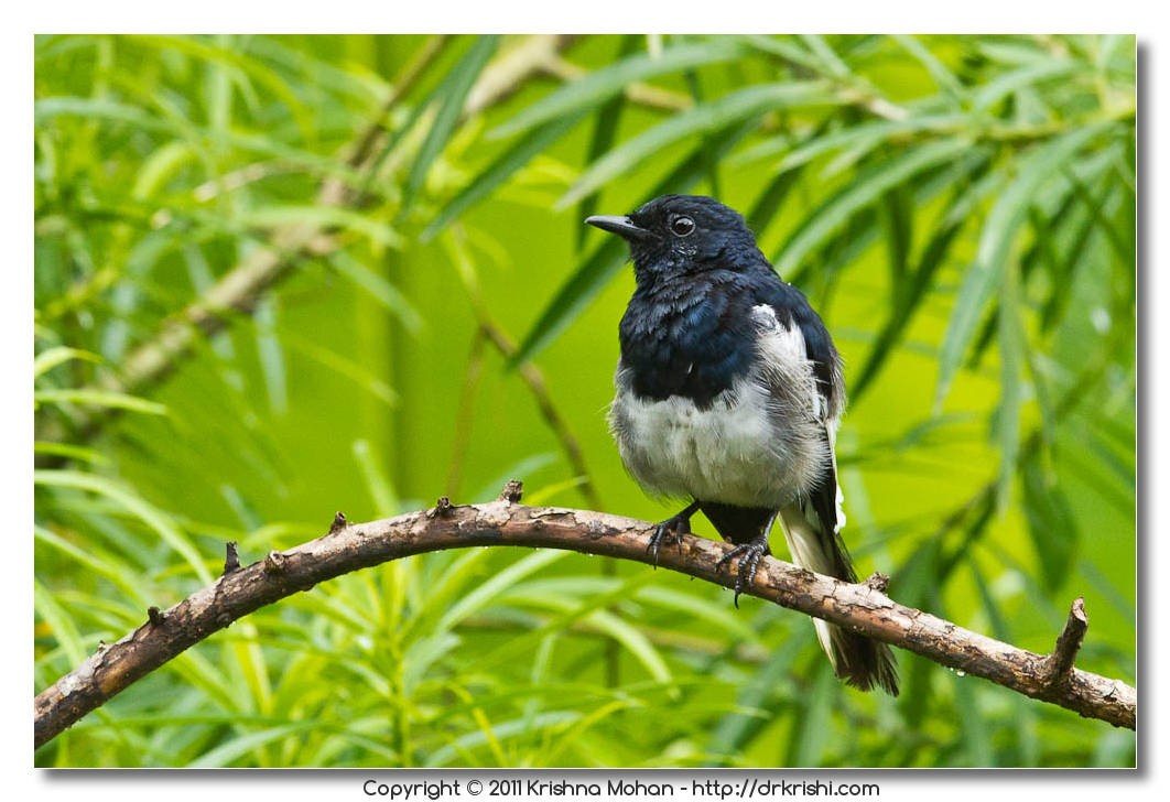 Oriental Magpie Robin