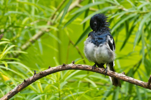 Oriental Magpie Robin