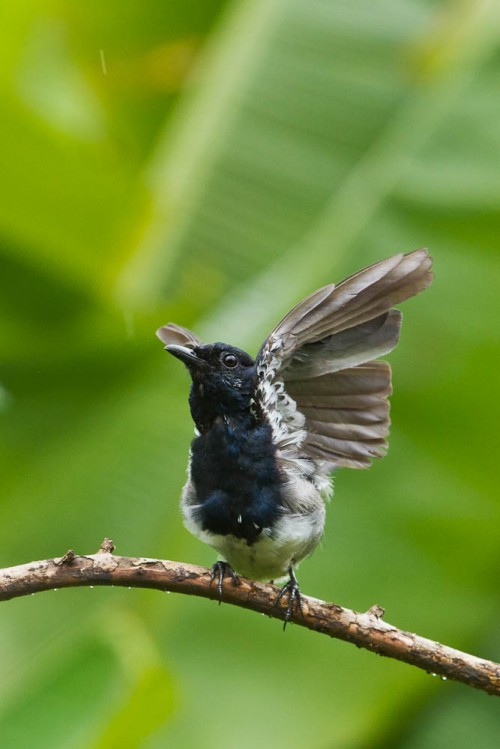 Oriental Magpie Robin