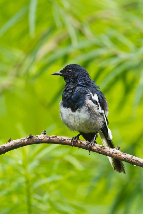 Oriental Magpie Robin