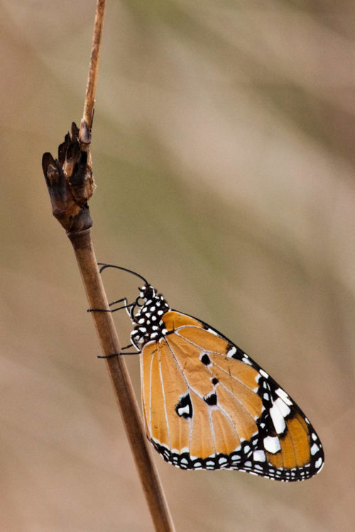 Plain Tiger