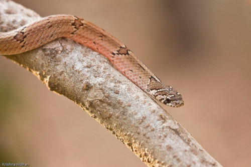 Russell's Kukri Snake