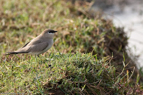 Small Pratincole