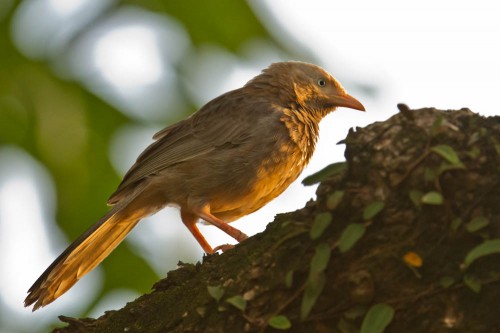 Yellow Billed Babbler