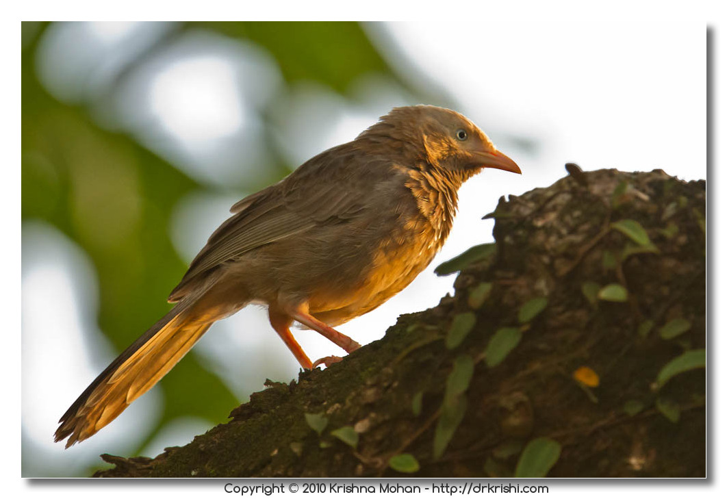 Yellow Billed Babbler