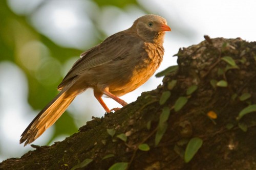 Yellow Billed Babbler